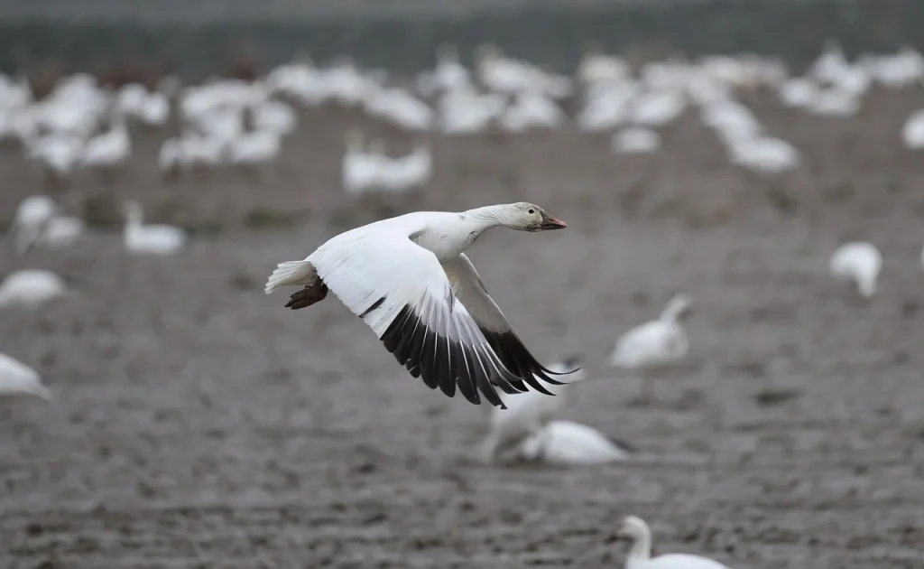 WordPress ile Sanal Mağaza Açarken Hızlı ve Kolay Entegrasyon Çözümleri